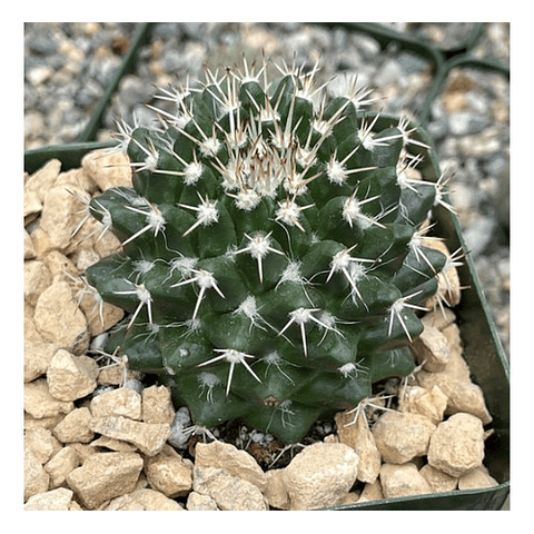 Semillas Mammillaria Nejapensis