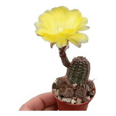 Semillas Echinopsis Aurea