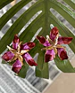 Aros Flor Hibiscus Fucsia y Rojo Gold - Miniatura 1
