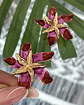 Aros Flor Hibiscus Fucsia y Rojo Gold - Miniatura 2