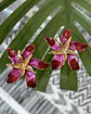 Aros Flor Hibiscus Fucsia y Rojo Gold - Miniatura 3