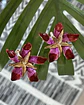 Aros Flor Hibiscus Fucsia y Rojo Gold - Miniatura 4