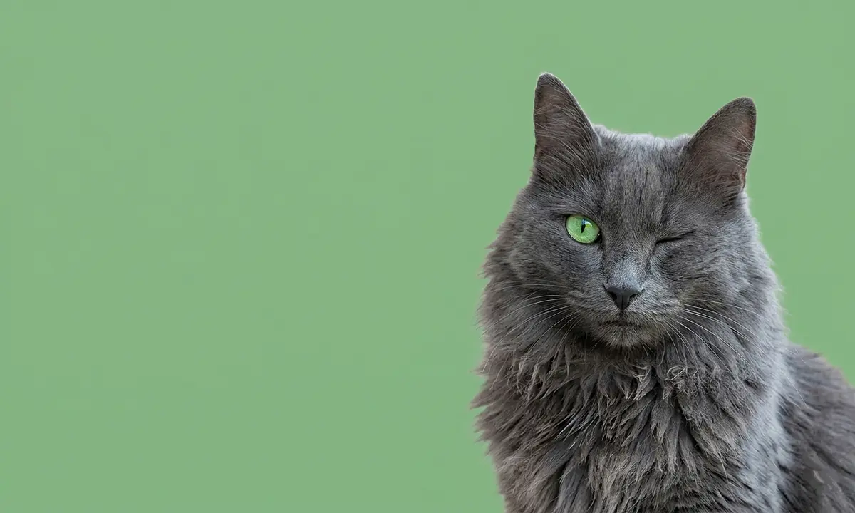 Alimento de<br>Gato