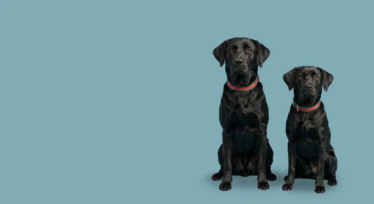 Alimento de <div>Perro</div>