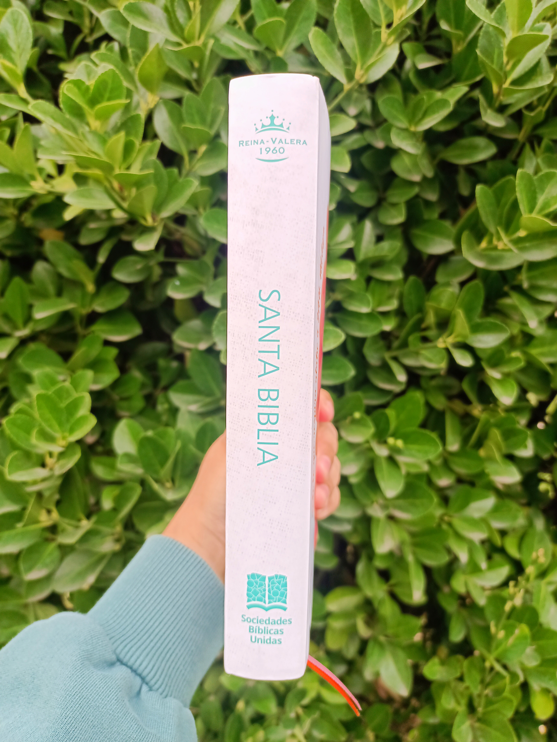 BIBLIA REINA VALERA 1960 FLOR 🌸 4