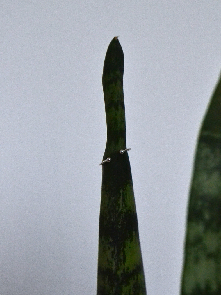 Argolla 12mm Bidu a Presión 2