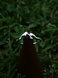 Anillo Montañas  - Miniatura 1