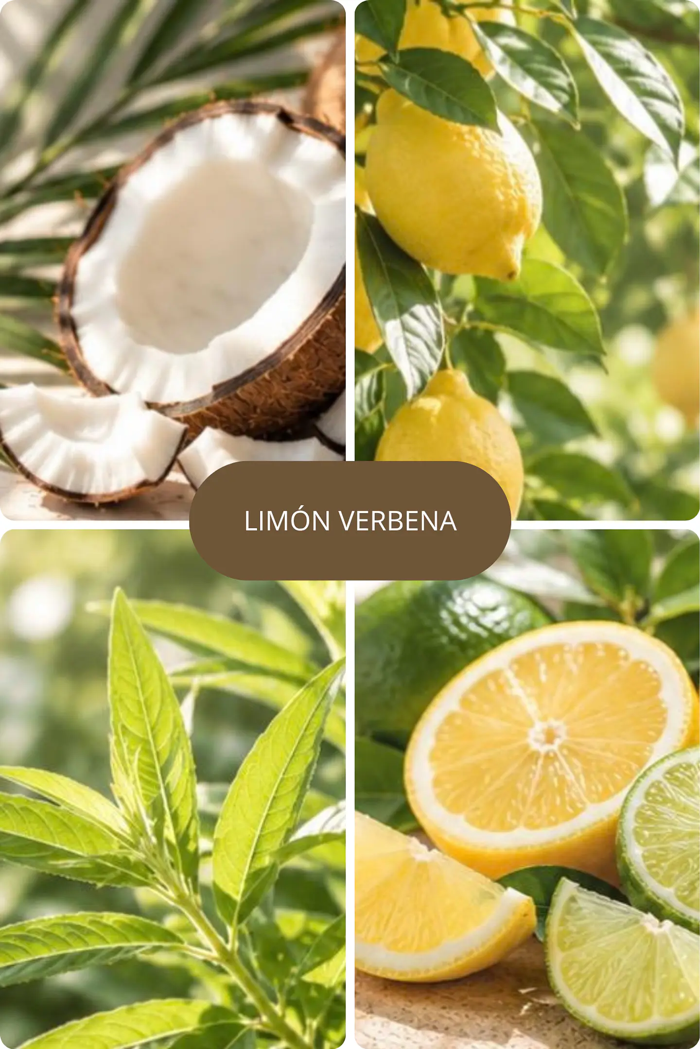 Limón Verbena  1