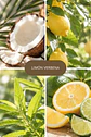 Limón Verbena  - Miniatura 1