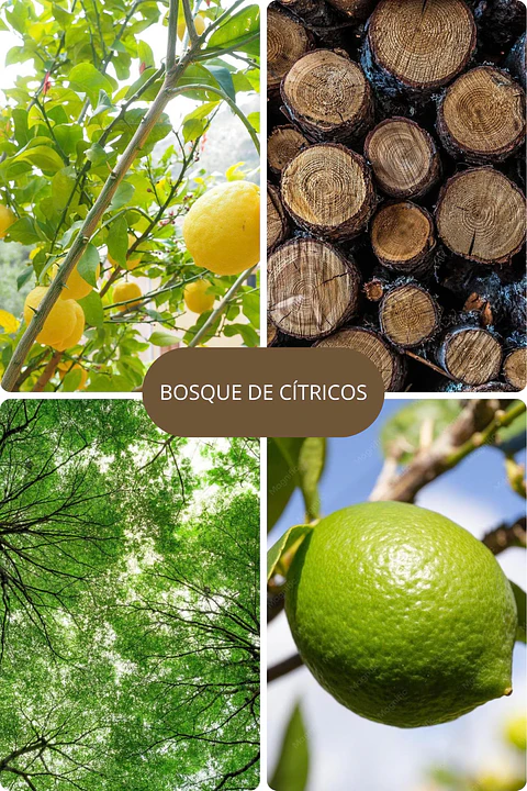 Bosque de Cítricos