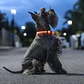 LED Collar for Pets Petlux InnovaGoods - Miniatura 2