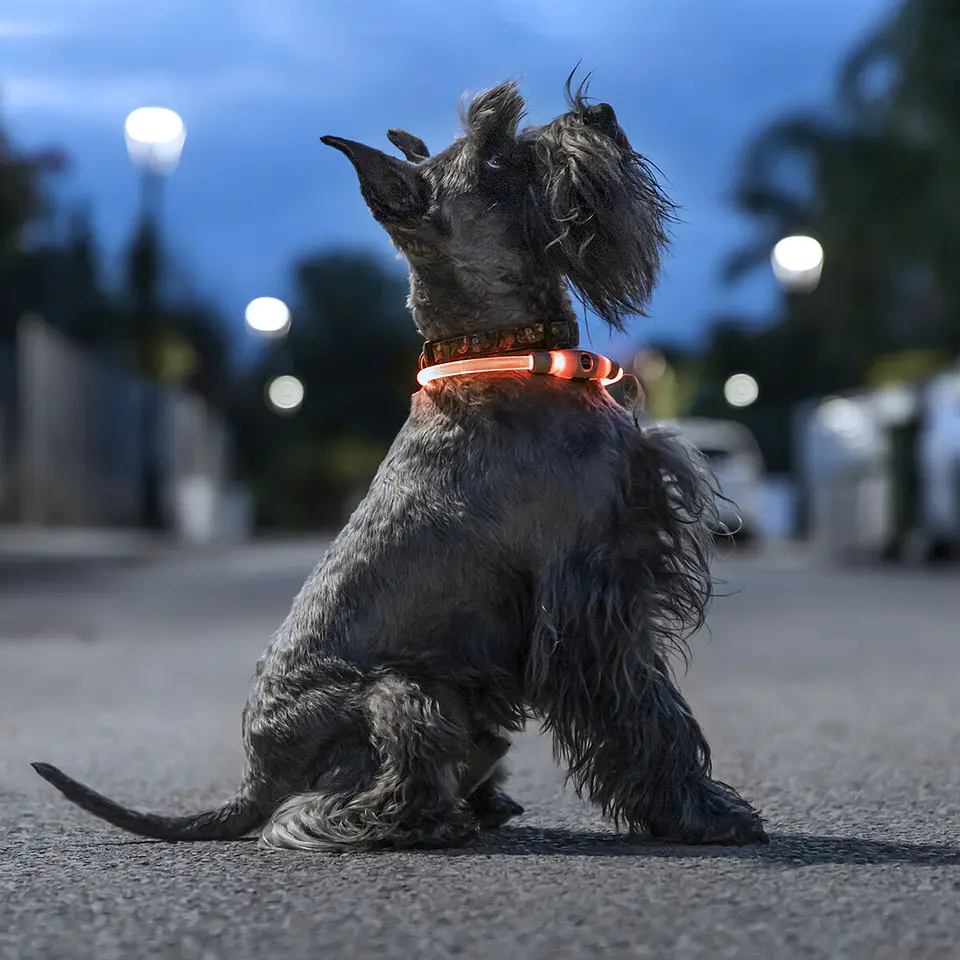 LED Collar for Pets Petlux InnovaGoods 2