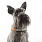LED Collar for Pets Petlux InnovaGoods - Miniatura 5