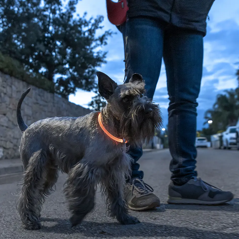 LED Collar for Pets Petlux InnovaGoods 6