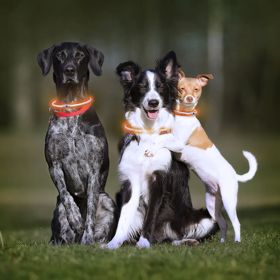 LED Collar for Pets Petlux InnovaGoods 8