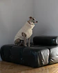 Woolen Dog Vest - White - Miniatura 1