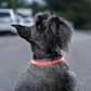LED Collar for Pets Petlux InnovaGoods - Miniatura 13