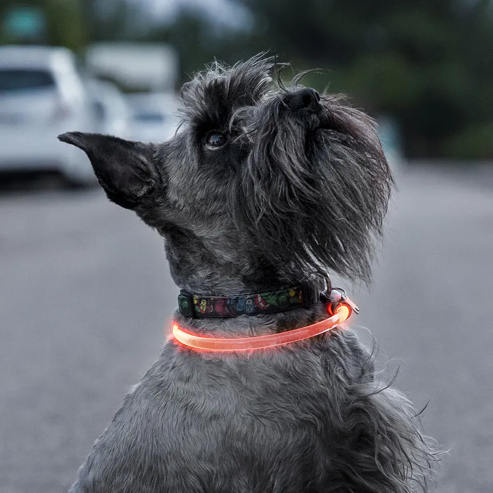 LED Collar for Pets Petlux InnovaGoods 13