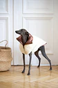 Woolen Dog Vest - White - Miniatura 3