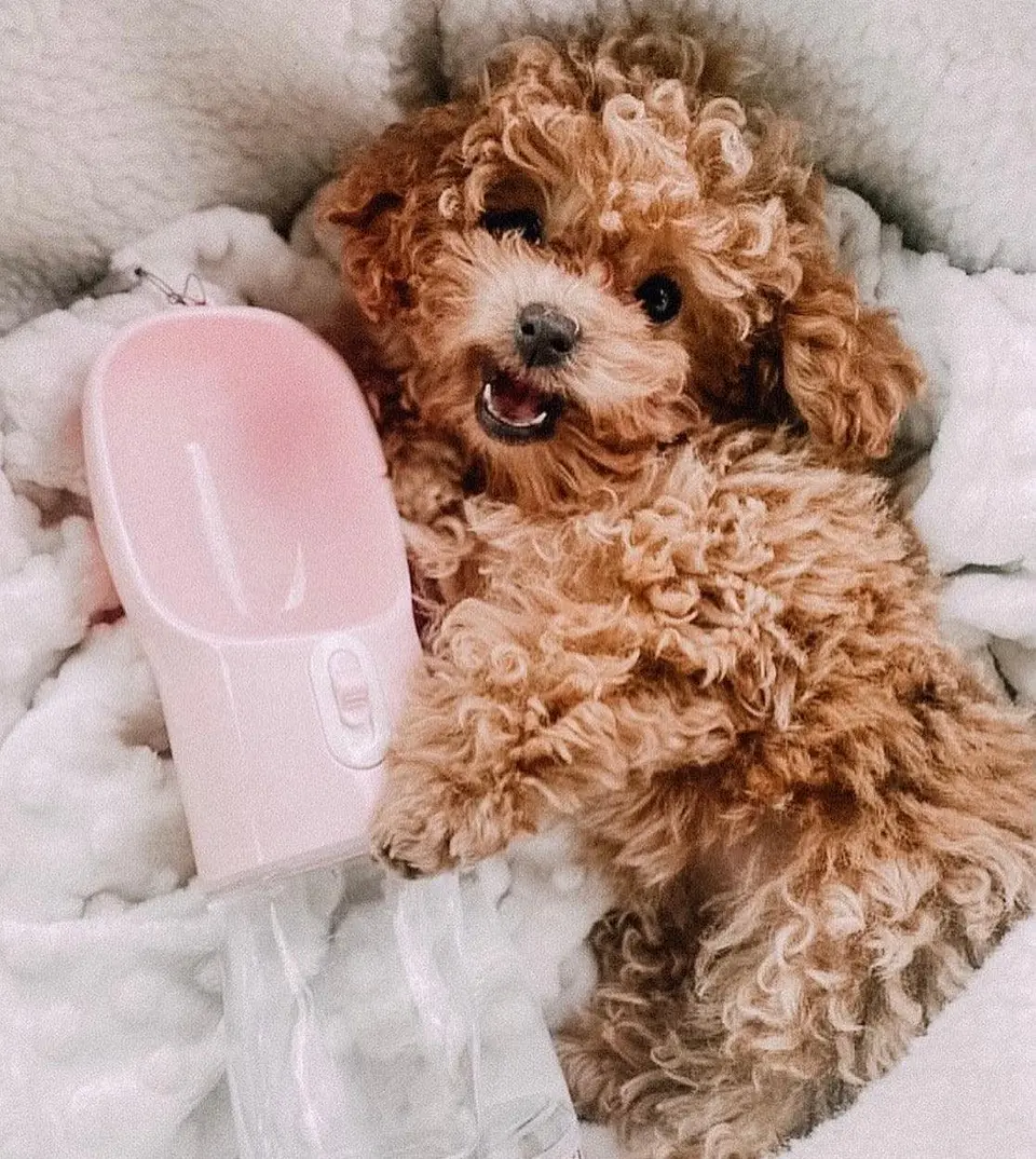 2 IN 1 PORTABLE PET FEEDER - PINK 1