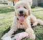 2 IN 1 PORTABLE PET FEEDER - PINK - Miniatura 5