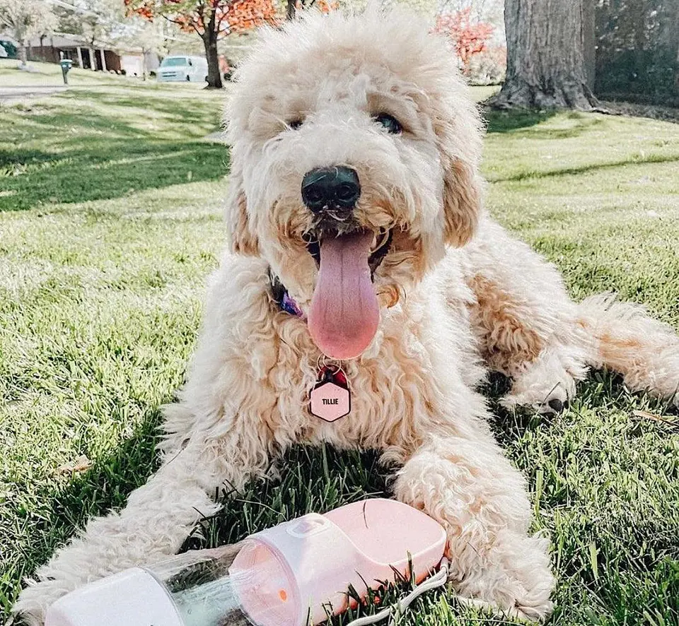 2 IN 1 PORTABLE PET FEEDER - PINK 5