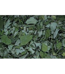 Moringa