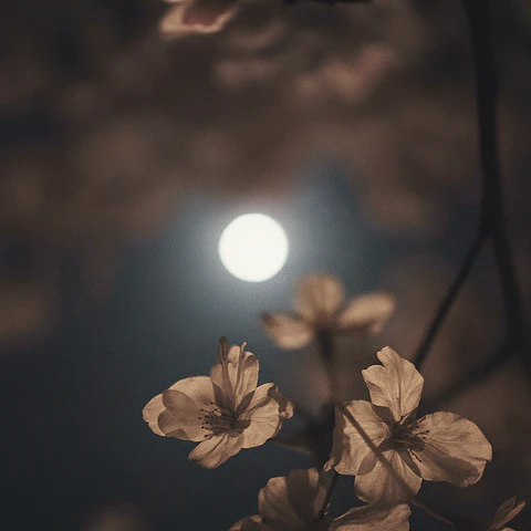 Flor de Luna
