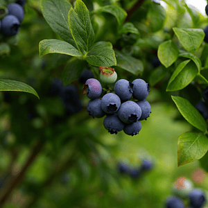 Arándanos del Bosque