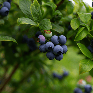 Arándanos del Bosque