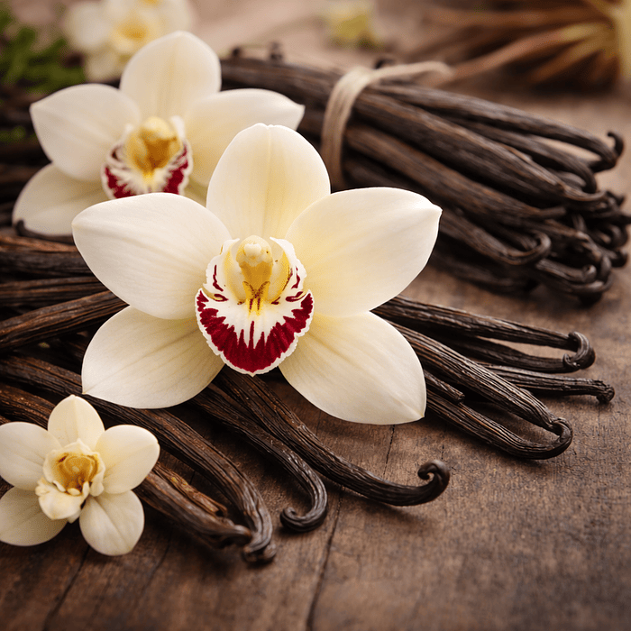 Orquídea de Vainilla 1