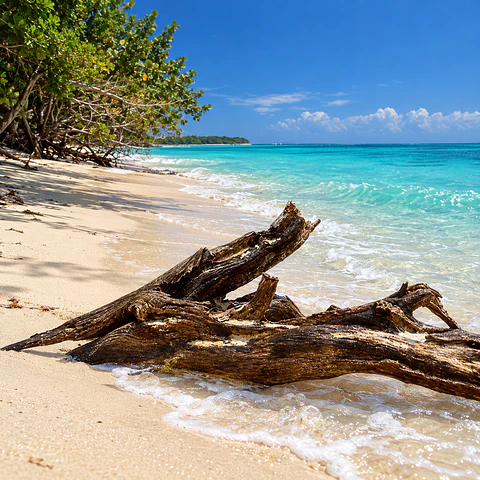 Teca del Caribe