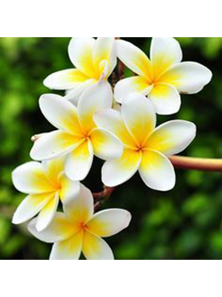 Fragrância Jasmin do Egipto 1