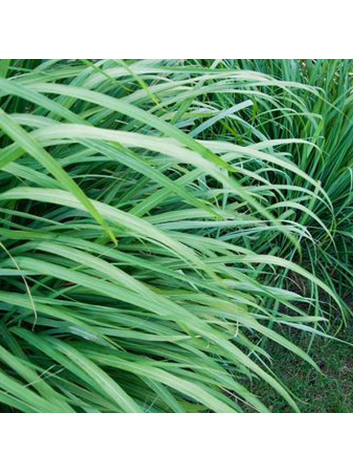 Fragrância Citronela 1