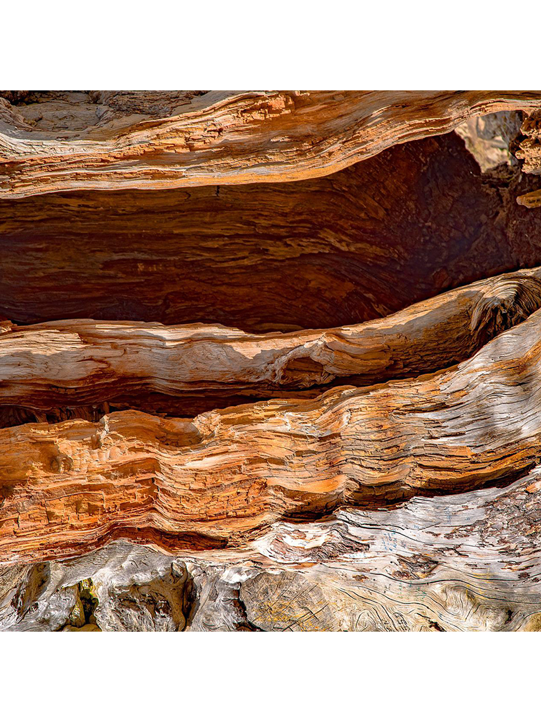 Fragrância Madeira de Cedro 1
