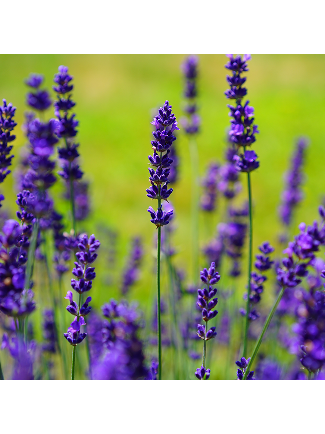 Fragrância Lavanda 1