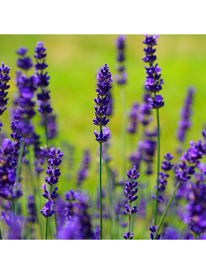 Fragrância Lavanda 1
