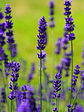 Fragrância Lavanda - Thumbnail 1