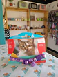 Collar para gatos - Talla S - Miniatura 2