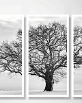 Trio de Quadros Decorativos Cotton Tree
