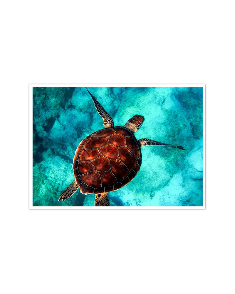 Quadro Decorativo em Tela Turtle