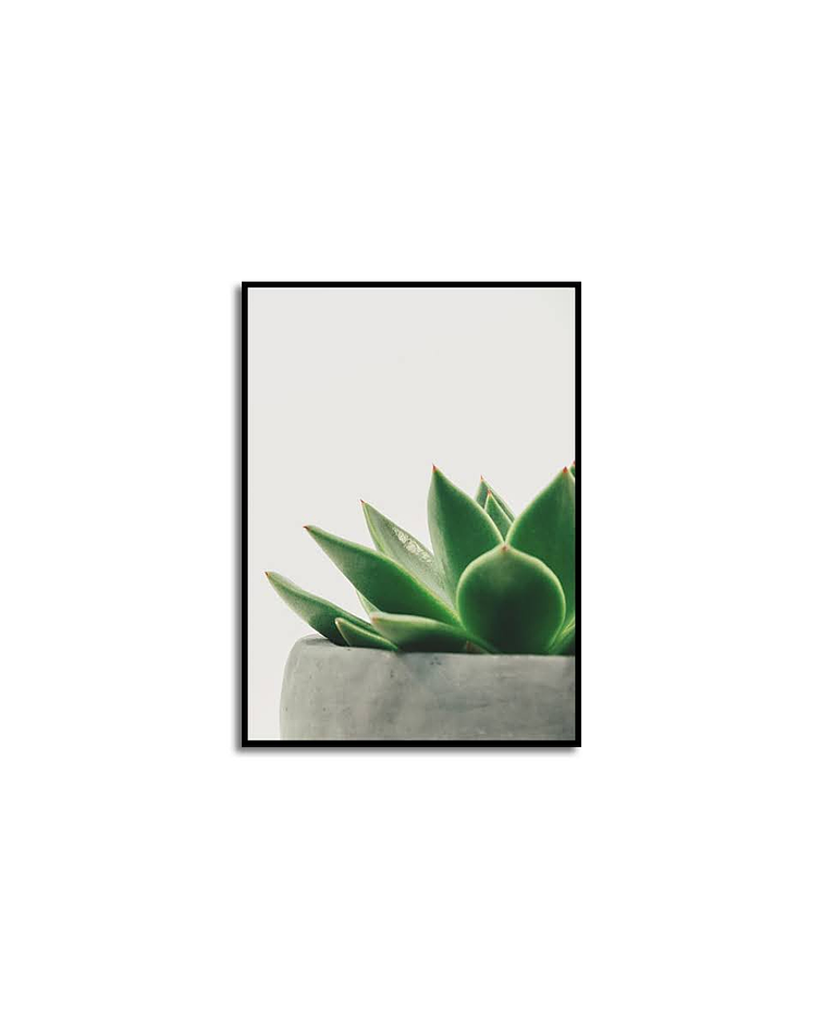 Quadro Decorativo Cactus