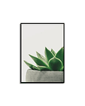 Quadro Decorativo Cactus