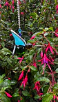 Colibrí canicas 3D - Miniatura 3