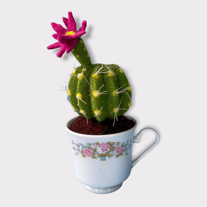 Curso del Cactus