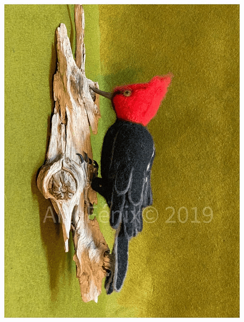 Curso del Carpintero Negro