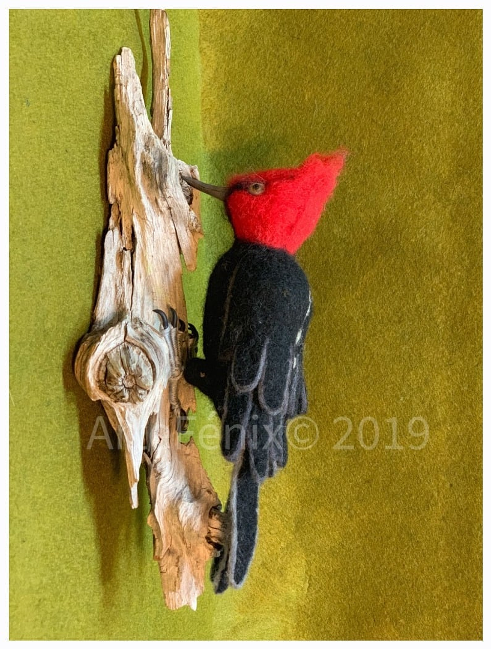 Curso del Carpintero Negro 1