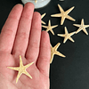 Estrellas de mar naturales pequeñas, 2cm a 4cm (10 unidades)