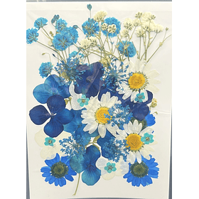 Flores naturales prensadas azules mixtas, modelo #23.