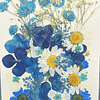 Flores naturales prensadas azules mixtas, modelo #23.